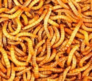 Live Mealworms Gut Loaded (1/2″ – 1+”)