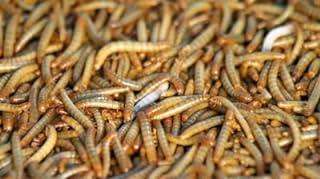 Mealworms 250 Gut Loaded (1/2″ – 1″)