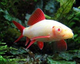 Live Freshwater Aquarium Fish – Albino Rainbow Shark