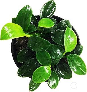 Greenpro Anubias Nanna Petite Live Aquarium Plant