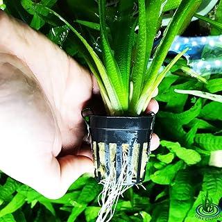 Giant Jungle Val | Vallisneria Gigantea Potted Tall Background